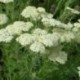 Achillea crithmifolia