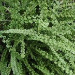 Athyrium filix femina 'Frizelliae'