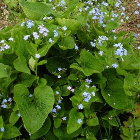 Brunnera macrophylla