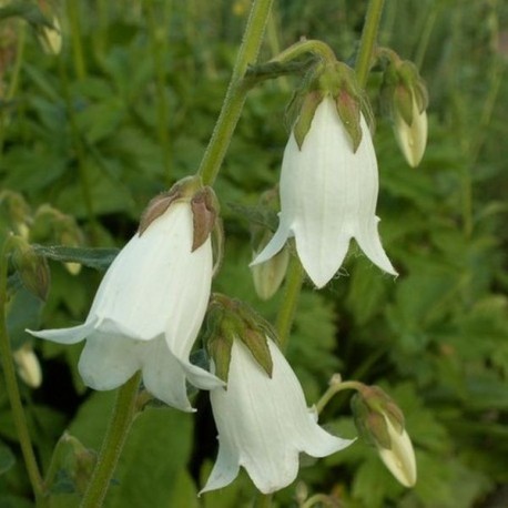 Campanula alliariifolia