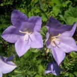 Campanula persisifolia 'Caerulea'