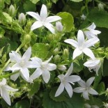 Campanula poscharskyana 'E H Frost'