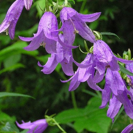 Campanula rapunculoides