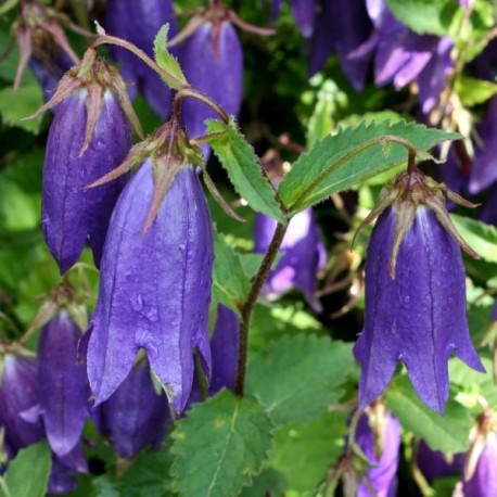 Campanula sarastro