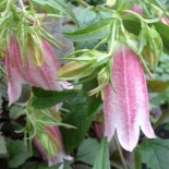 Campanula takesimana 'Elizabeth'