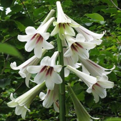 Cardiocrinum giganteum