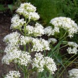 Centranthus ruber 'Alba'