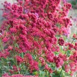 Centranthus ruber 'Coccineum'