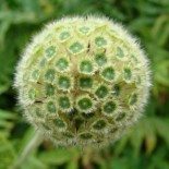 Cephalaria alpina