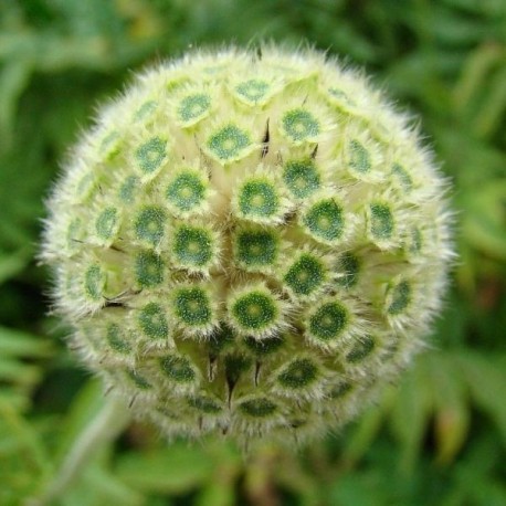 Cephalaria alpina (graines)