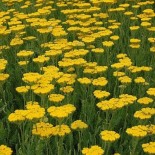 Achillea X 'Coronation Gold'