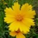 Coreopsis lanceolata 'Grandiflora'