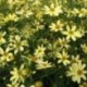 Coreopsis verticillata 'Moonbeam'