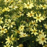 Coreopsis verticillata 'Moonbeam'