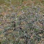 Corokia cotoneaster