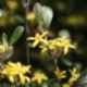 Corokia virgata