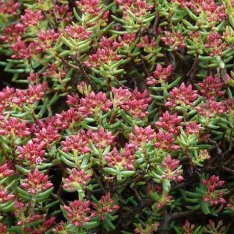 Crassula sarcocaulis