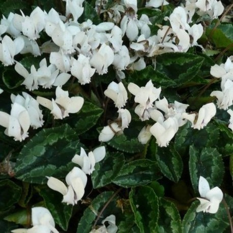 Cyclamen hederifolium 'Album'