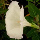 Datura meteloïdes