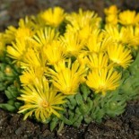 Delosperma congestum