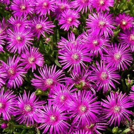 Delosperma cooperi