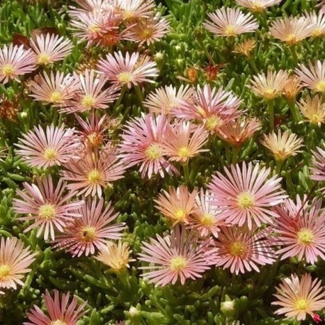 Delosperma kelaidis