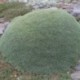 Dianthus webbianus