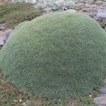 Dianthus webbianus