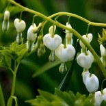 Dicentra spectabilis 'Alba'