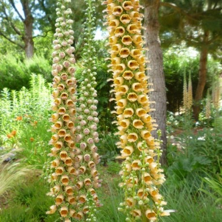 Digitalis ferruginea