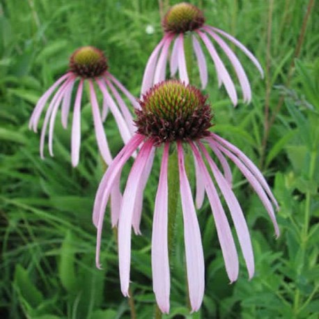 Echinacea pallida