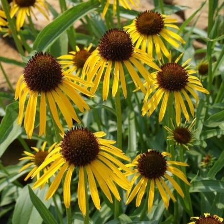 Echinacea paradoxa