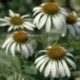 Echinacea purpurea 'White Swan'