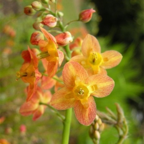 Epimedium warleyense