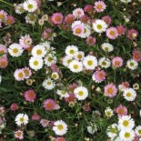 Erigeron karvinskianus