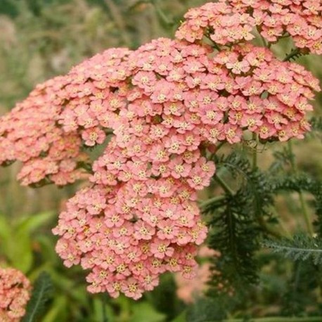 Achillea millefolium 'Salmon Beauty'