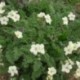 Erodium chrysanta