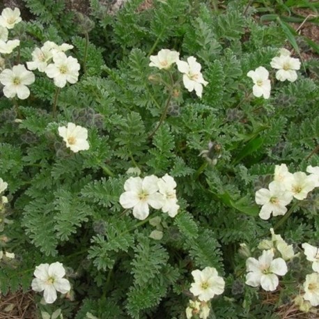 Erodium chrysanthum