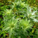 Eryngium giganteum 'Silver Ghost'