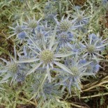 Eryngium tripartitum