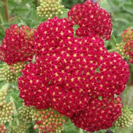 Achillea millefolium 'Sammetriese'