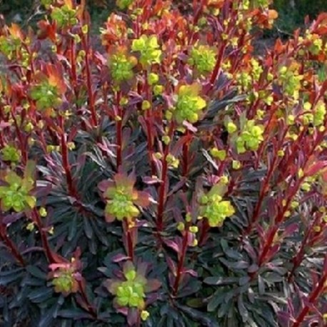 Euphorbia amygdaloides 'Purpurea'