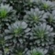 Euphorbia amygdaloides var robbiae