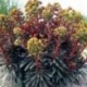 Euphorbia martinii 'Blackbird'