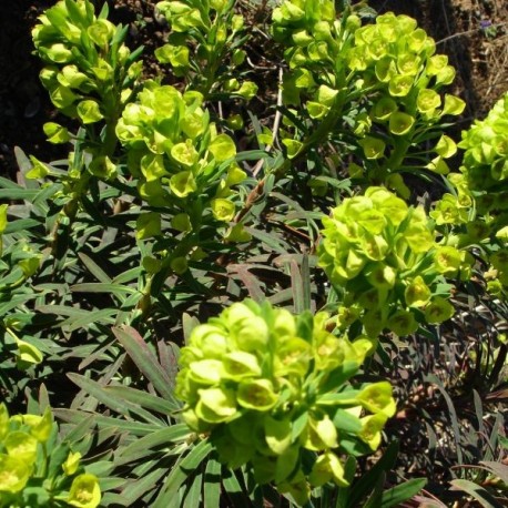 Euphorbia characias 'Purple and Gold'