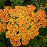 Achillea millefolium 'Terracotta'