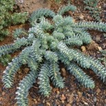 Euphorbia myrsinites