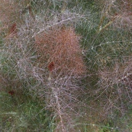 Foeniculum vulgare 'Giant Bronze'