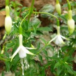 Fuchsia magellanica 'Alba'