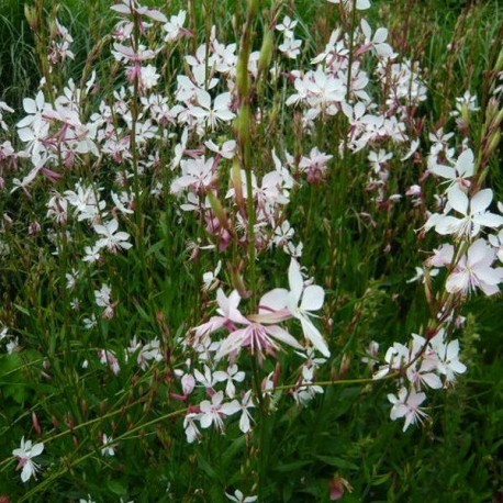 Gaura lindheimeri